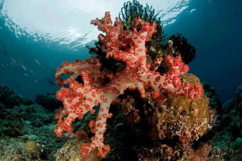 红珊瑚防伪