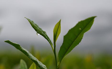 茶叶防伪标签