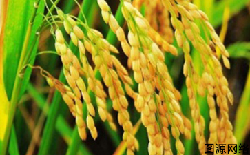 水稻溯源系统